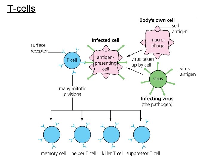 T-cells 