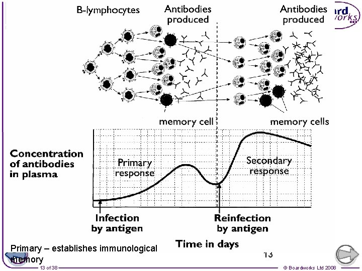 Primary – establishes immunological memory 13 of 38 13 © Boardworks Ltd 2008 