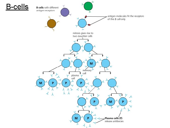 B-cells 