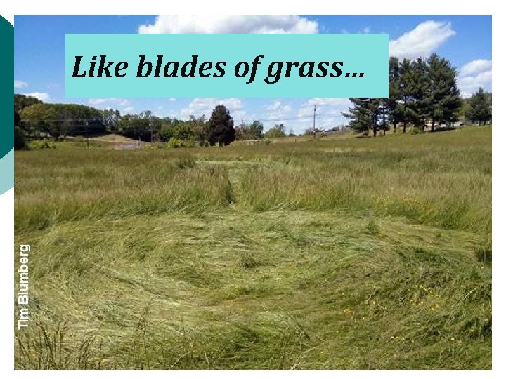 Like blades of grass… 