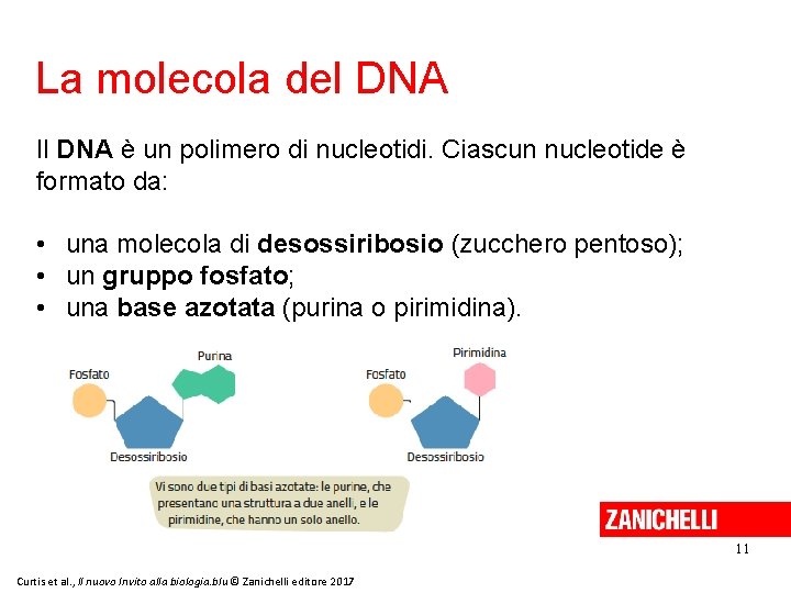 La molecola del DNA Il DNA è un polimero di nucleotidi. Ciascun nucleotide è