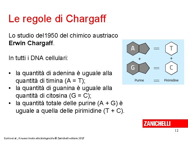 Le regole di Chargaff Lo studio del 1950 del chimico austriaco Erwin Chargaff. In