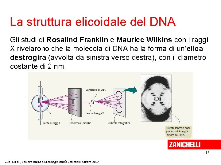 La struttura elicoidale del DNA Gli studi di Rosalind Franklin e Maurice Wilkins con
