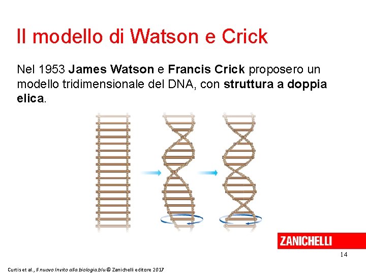 Il modello di Watson e Crick Nel 1953 James Watson e Francis Crick proposero