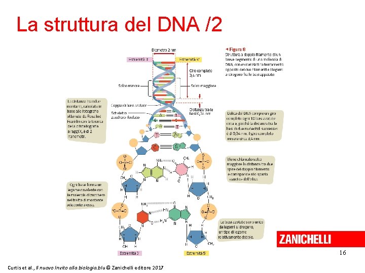 La struttura del DNA /2 16 Curtis et al. , Il nuovo Invito alla