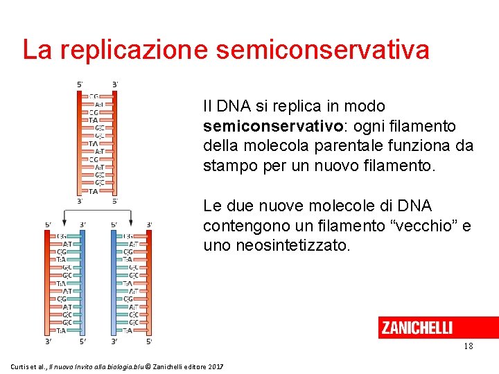 La replicazione semiconservativa Il DNA si replica in modo semiconservativo: ogni filamento della molecola