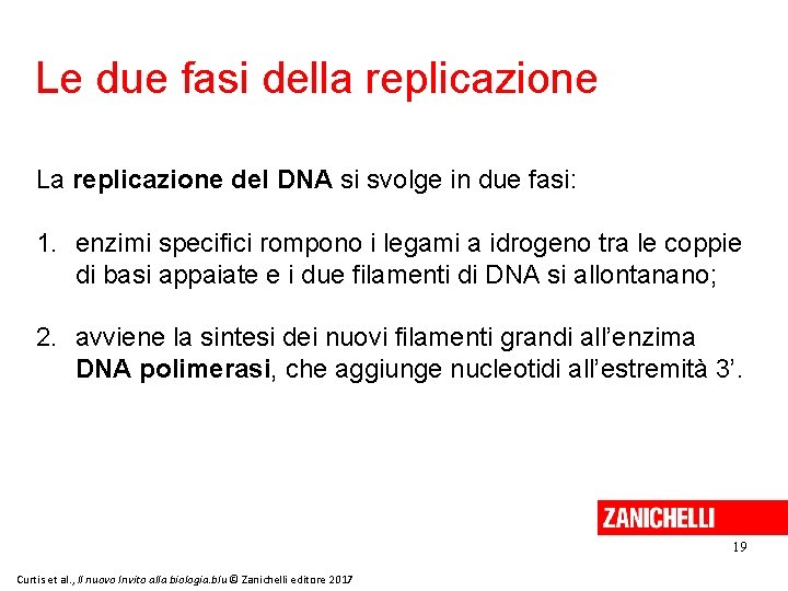 Le due fasi della replicazione La replicazione del DNA si svolge in due fasi: