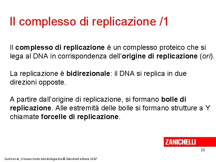 Il complesso di replicazione /1 Il complesso di replicazione è un complesso proteico che