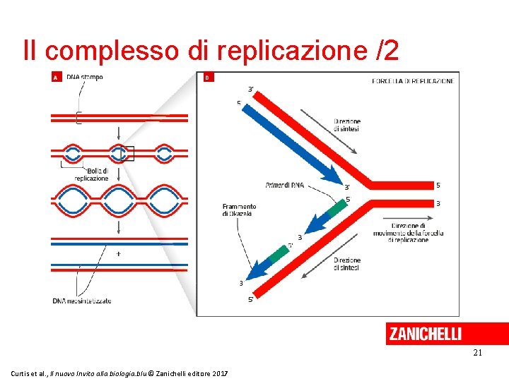 Il complesso di replicazione /2 21 Curtis et al. , Il nuovo Invito alla