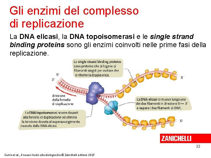 Gli enzimi del complesso di replicazione La DNA elicasi, la DNA topoisomerasi e le