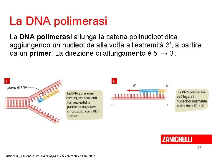 La DNA polimerasi allunga la catena polinucleotidica aggiungendo un nucleotide alla volta all’estremità 3’,