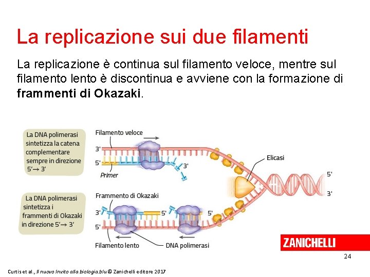 La replicazione sui due filamenti La replicazione è continua sul filamento veloce, mentre sul