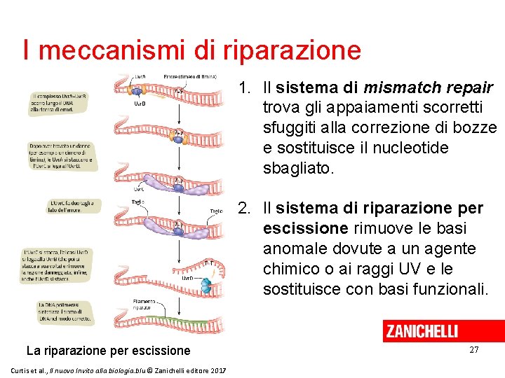 I meccanismi di riparazione 1. Il sistema di mismatch repair trova gli appaiamenti scorretti