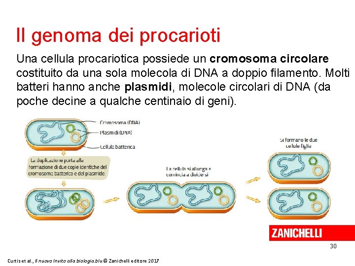 Il genoma dei procarioti Una cellula procariotica possiede un cromosoma circolare costituito da una