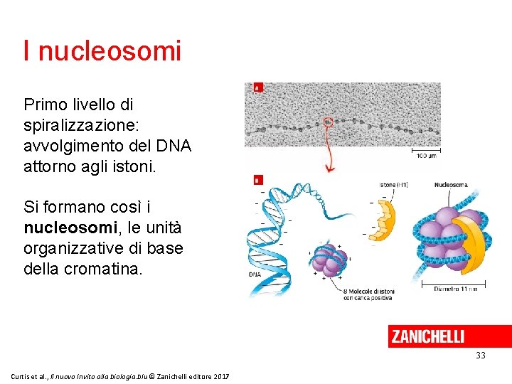 I nucleosomi Primo livello di spiralizzazione: avvolgimento del DNA attorno agli istoni. Si formano