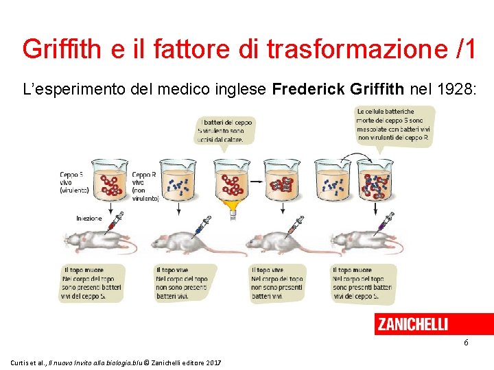 Griffith e il fattore di trasformazione /1 L’esperimento del medico inglese Frederick Griffith nel