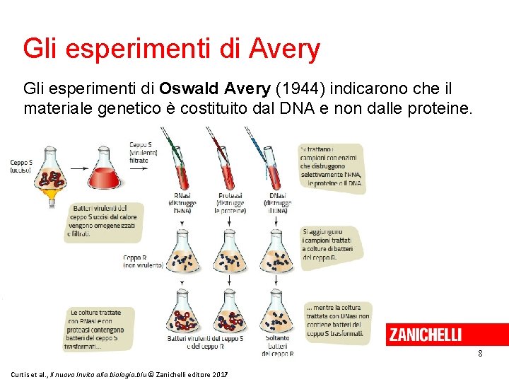Gli esperimenti di Avery Gli esperimenti di Oswald Avery (1944) indicarono che il materiale
