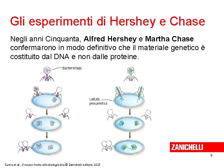 Gli esperimenti di Hershey e Chase Negli anni Cinquanta, Alfred Hershey e Martha Chase