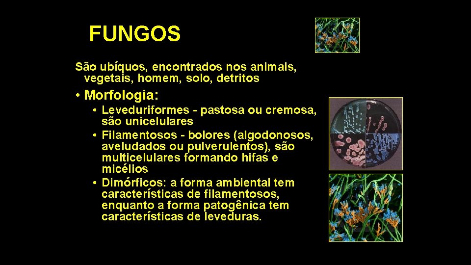 FUNGOS São ubíquos, encontrados nos animais, vegetais, homem, solo, detritos • Morfologia: • Leveduriformes