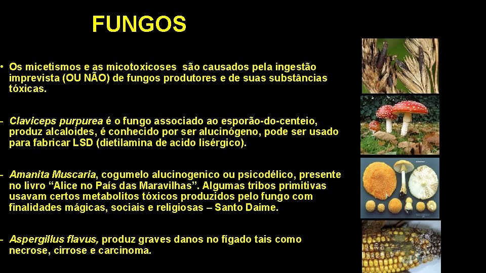 FUNGOS • Os micetismos e as micotoxicoses são causados pela ingestão imprevista (OU NÃO)