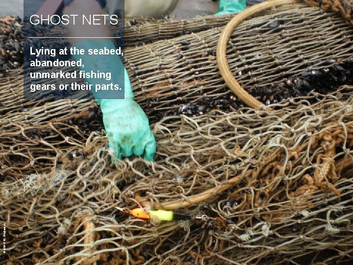 GHOST NETS © WWF/ W. Wójtowicz Lying at the seabed, abandoned, unmarked fishing gears