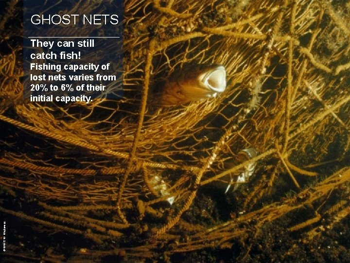 GHOST NETS They can still catch fish! © WWF/ W. Wójtowicz Fishing capacity of