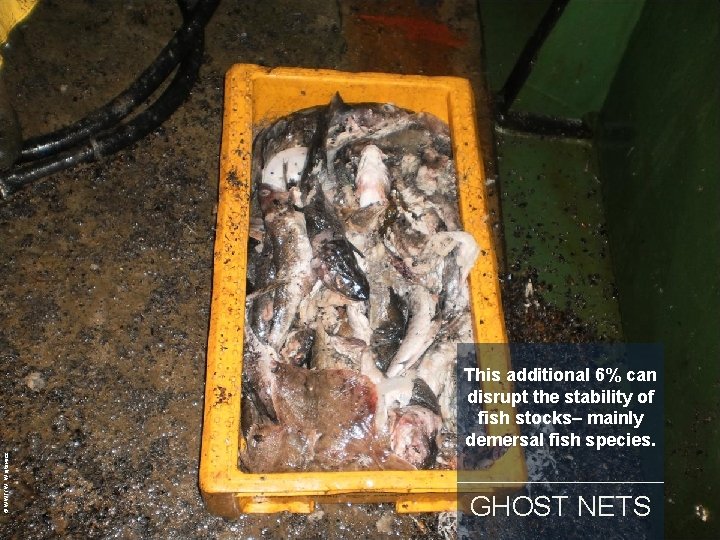 © WWF/ W. Wójtowicz This additional 6% can disrupt the stability of fish stocks–