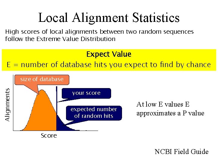 Local Alignment Statistics High scores of local alignments between two random sequences follow the