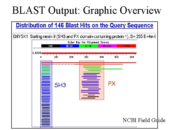 BLAST Output: Graphic Overview SH 3 PX NCBI Field Guide 