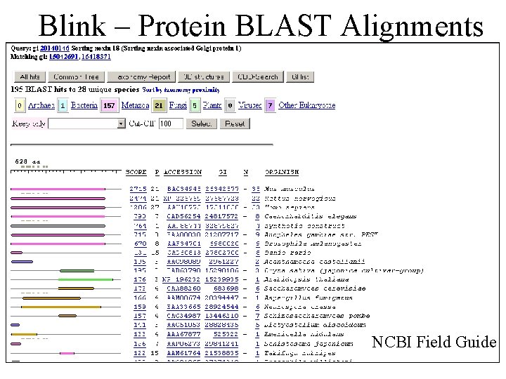 Blink – Protein BLAST Alignments • Lists only 200 hits • List is nonredundant