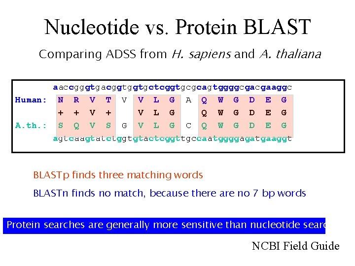 Nucleotide vs. Protein BLAST Comparing ADSS from H. sapiens and A. thaliana aaccgggtgacggtggtgctcggtgcgcagtggggcgacgaaggc Human: