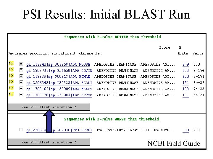 PSI Results: Initial BLAST Run NCBI Field Guide 