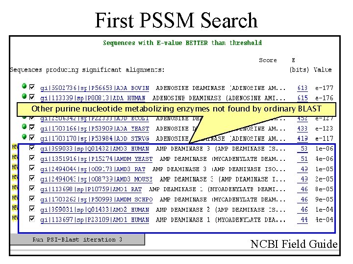 First PSSM Search Other purine nucleotide metabolizing enzymes not found by ordinary BLAST NCBI