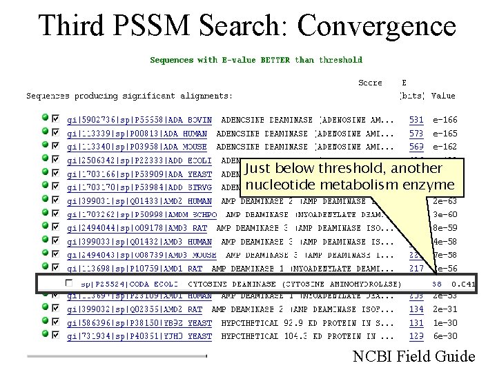 Third PSSM Search: Convergence Just below threshold, another nucleotide metabolism enzyme NCBI Field Guide