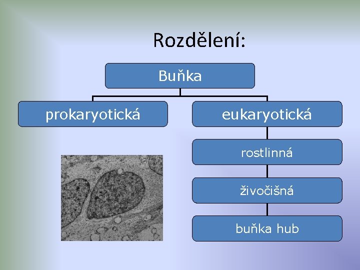 Rozdělení: Buňka prokaryotická eukaryotická rostlinná živočišná buňka hub 