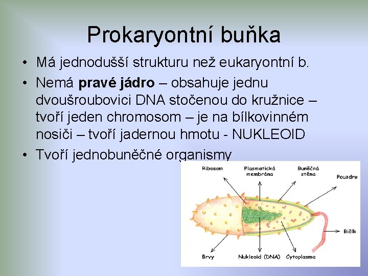 Prokaryontní buňka • Má jednodušší strukturu než eukaryontní b. • Nemá pravé jádro –