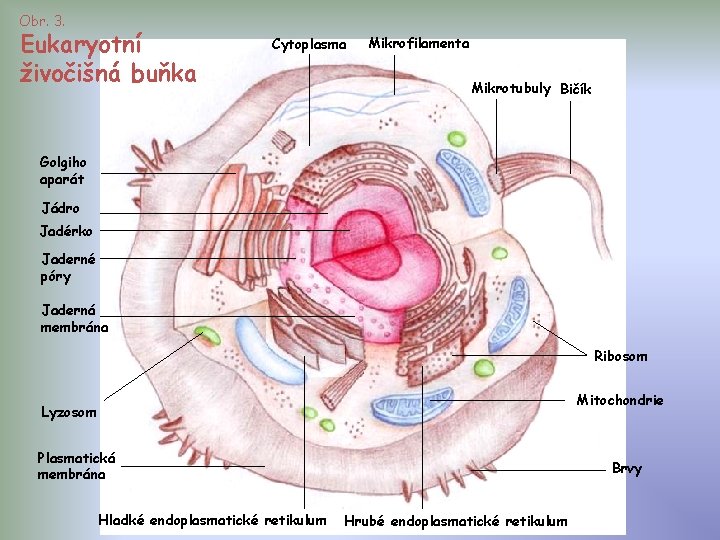 Obr. 3. Eukaryotní živočišná buňka Cytoplasma Mikrofilamenta Mikrotubuly Bičík Golgiho aparát Jádro Jadérko Jaderné