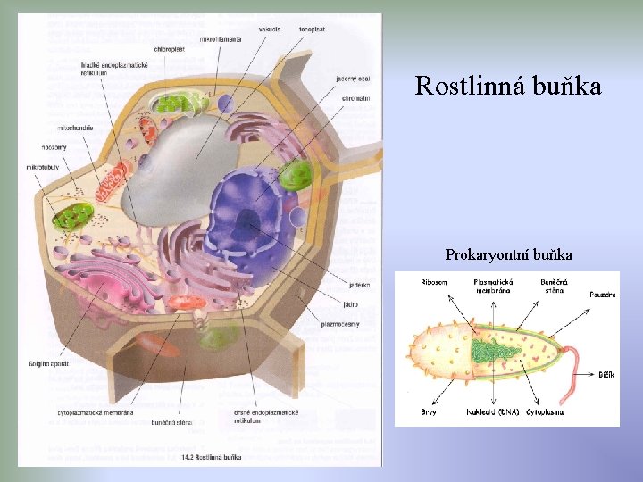 Rostlinná buňka Prokaryontní buňka 