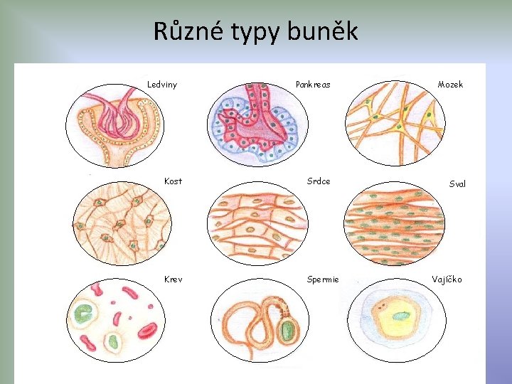 Různé typy buněk Ledviny Pankreas Mozek Kost Srdce Sval Krev Spermie Vajíčko 