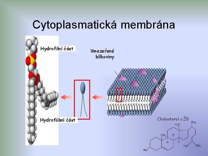 Cytoplasmatická membrána Hydrofilní část Hydrofóbní část Vmezeřené bílkoviny Cholesterol u ŽB 