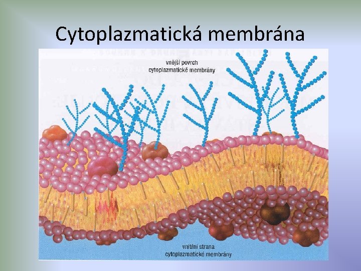 Cytoplazmatická membrána 