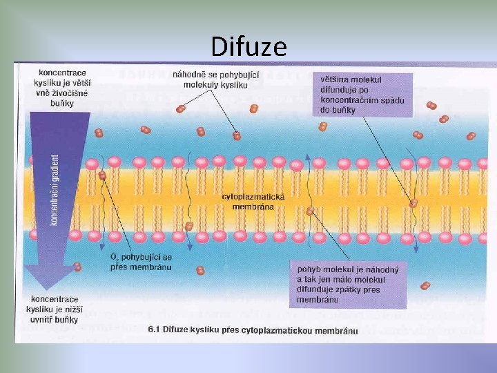 Difuze 