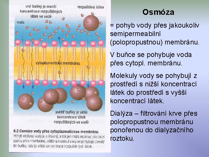 Osmóza = pohyb vody přes jakoukoliv semipermeabilní (polopropustnou) membránu. V buňce se pohybuje voda