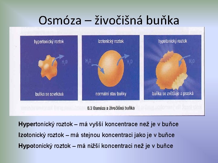 Osmóza – živočišná buňka Hypertonický roztok – má vyšší koncentrace než je v buňce
