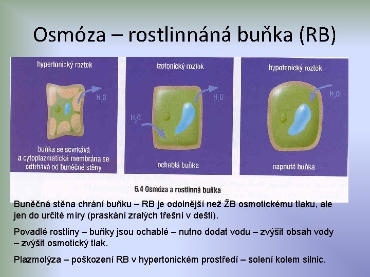 Osmóza – rostlinnáná buňka (RB) Buněčná stěna chrání buňku – RB je odolnější než