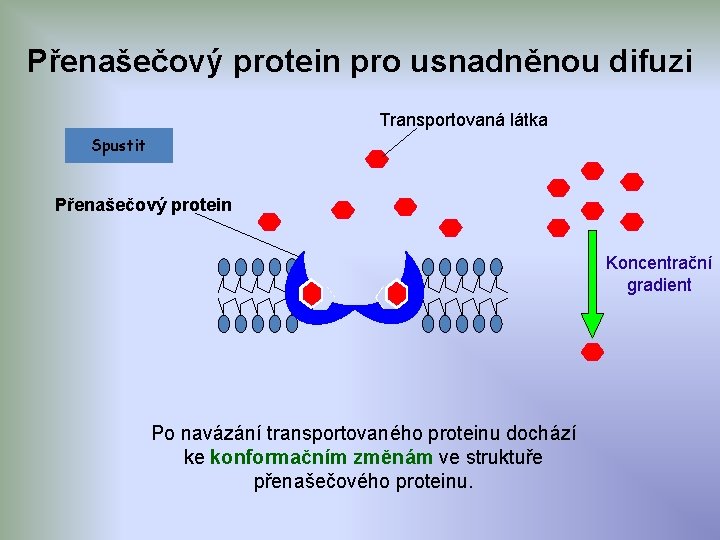 Přenašečový protein pro usnadněnou difuzi Transportovaná látka Spustit Přenašečový protein Koncentrační gradient Po navázání