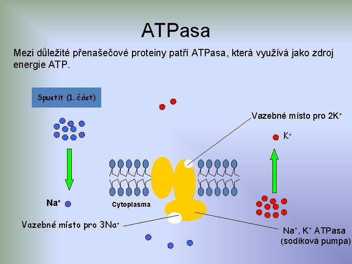 ATPasa Mezi důležité přenašečové proteiny patří ATPasa, která využívá jako zdroj energie ATP. Spustit