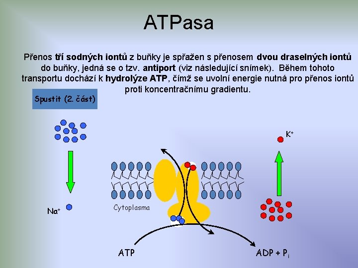 ATPasa Přenos tří sodných iontů z buňky je spřažen s přenosem dvou draselných iontů