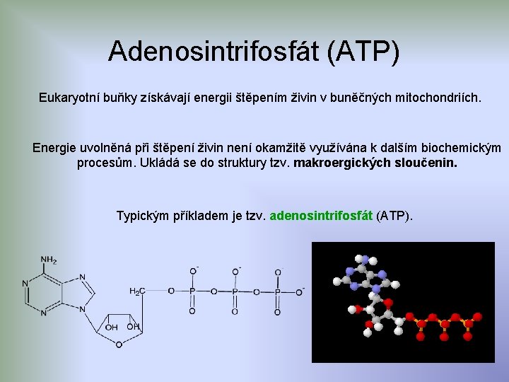 Adenosintrifosfát (ATP) Eukaryotní buňky získávají energii štěpením živin v buněčných mitochondriích. Energie uvolněná při