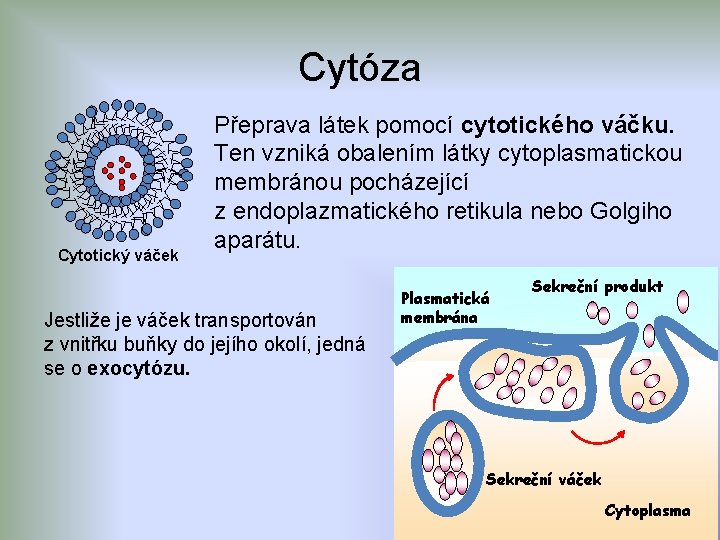 Cytóza Cytotický váček Přeprava látek pomocí cytotického váčku. Ten vzniká obalením látky cytoplasmatickou membránou